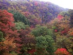 雪割橋の紅葉yukiwari bridge red leaves04